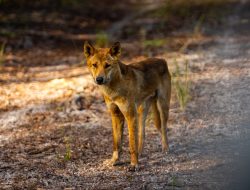 Adelaide Uni research reveals purebred dingoes have dog DNA
