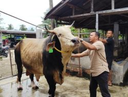 Syarat Hewan Kurban dan 4 Kekurangan yang Tidak Boleh Disembelih