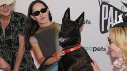 What Is the Palm Dog Award? History, Meaning, and 2026 Winner