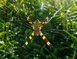 Himalayan Happy-Face Spider Discovered in India