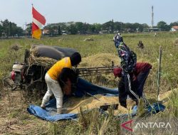 Waspadai Hantavirus: Kelompok Rentan dan Bahaya dari Keberadaan Tikus