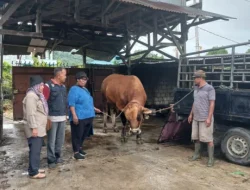 Presiden Bantu 10 Sapi Kurban Berat Lebih dari 800 Kg