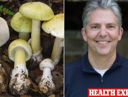 Mushroom poisonings surge in California as experts warn tourists about foraging risks