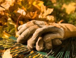 Plant garlic, keep the leaves: 6 garden tasks to do now