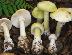 Mushroom Poisonings Surge in California