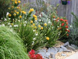 Replace your lawn with a native garden today