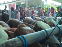Sapi di Pasar Hewan Jatinom Klaten Bebas PMK, Siap Dibeli untuk Kurban Idul Adha 2026