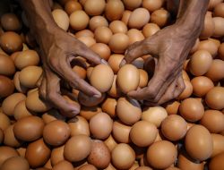 Telur Lokal di Piring Anak: Kebijakan MBG Tingkatkan Gizi dan Kesejahteraan Peternak