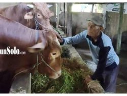 Sapi Kurban Presiden Prabowo Dibeli dari Peternak Lokal, Nama, Berat, dan Harga