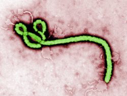 WHO declares global health emergency over rare Ebola strain
