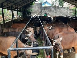 Mana Lebih Baik, Seekor Kambing atau 1/7 Sapi?