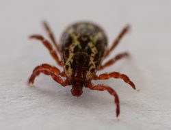 “Bad Year Ahead”: Scientists Spot Warnings for Lyme Disease and Ticks