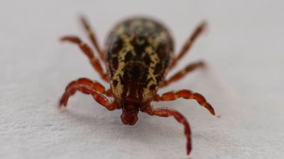 “Bad Year Ahead”: Scientists Spot Warnings for Lyme Disease and Ticks