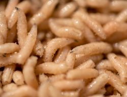 Why Doctors Still Use Maggots in the US