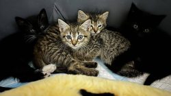 NSW animal rescuers demand action as stray cat crisis escalates