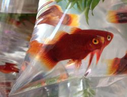 Why goldfish could be slowing your internet down