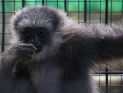 Perilaku aneh owa jawa menggigit warga Bandung Barat