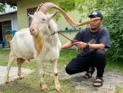 Menjelang Iduladha, Pasar Hewan Kurban Pekanbaru Mulai Ramai