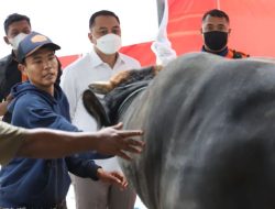 Kapan Waktu Hewan Kurban Diharamkan? Ini Penjelasan Lengkap dengan Dalilnya
