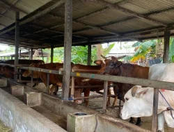 DPKP Palangka Raya Periksa 1.613 Sapi untuk Kurban, 2 Ekor Tidak Memenuhi Syarat