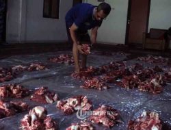 Cara Mengelola dan Menyimpan Daging Kurban: Pisau Tajam, Jangan Cuci Sebelum Simpan