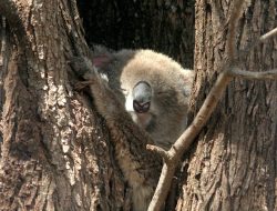 Koalas in Peril as 7-Day Temps Top 27C