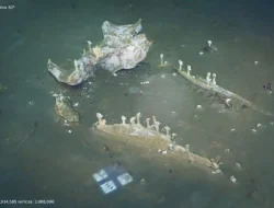 Whale Bones Host Hidden Ecosystem 15 Years After Death