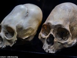 New DNA Test on Mysterious ‘Conehead’ Mummies Sparks Alien Speculation
