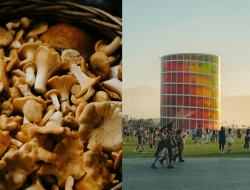 Why Gen Z is choosing mushrooms over alcohol at festivals this year