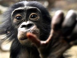 Why Humans Became Strongly Right-Handed Revealed