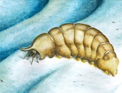 Ancient 500-million-year-old fossil fills life’s missing chapter