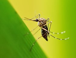 Mosquitoes Learn to Like Repellent Smell, Study Reveals