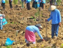 Agroforestri: Kunci Lindungi Hutan dan Tingkatkan Ekonomi Warga
