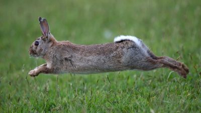 Scientists tackle rabbit fertility in bold pest control plan