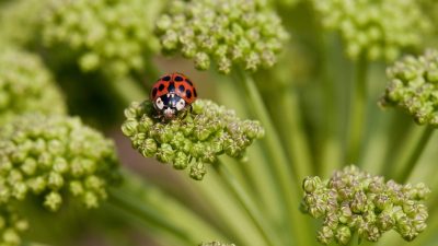 Maximise Your Garden’s Insects This Summer