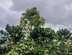 Prakiraan Cuaca Mentawai 4 Mei 2026: Hujan Sedang hingga Lebat Siang Sampai Sore