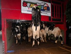 Karantina Jatim Gagalkan Pengiriman 50 Kambing Tanpa Dokumen ke Bali