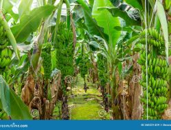Ular Sanca 3,5 Meter Gegerkan Warga Ciamis, Damkar Evakuasi dari Tumpukan Kayu