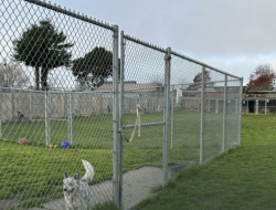 700 Animals Missing in California Rescue, Abuse Investigation Launched