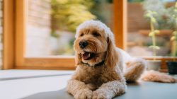 RSPCA Alerts Dog Owners to Dangers of Improper Cooling