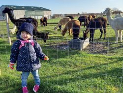 Toddler’s Arthritis Diagnosis After Alpaca Farm Accident