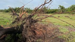 Mango twig tip dieback spreads in NT as bulldozers threaten more trees