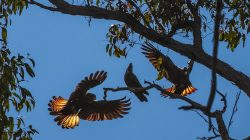 Experts Warn WA’s Nature is ‘Unravelling Before Our Eyes’ – New Report Aims to Reverse the Trend