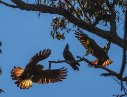 Experts Warn WA’s Nature is ‘Unravelling Before Our Eyes’ – New Report Aims to Reverse the Trend