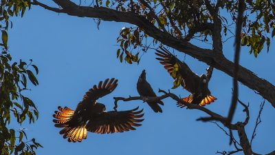 Experts Warn WA’s Nature is ‘Unravelling Before Our Eyes’ – New Report Aims to Reverse the Trend