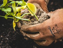 Gardening and Mental Wellbeing: A Vital Connection