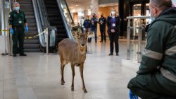 How a little deer got stuck in a Norwich mall escalator
