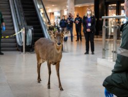 How a little deer got stuck in a Norwich mall escalator