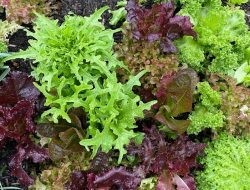 The essential garden task for June