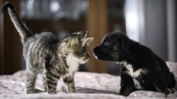 Tired? Your dog could help you sleep better – but a cat won’t
